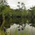Exploring the 5 Best State Parks Near Panama City, Florida